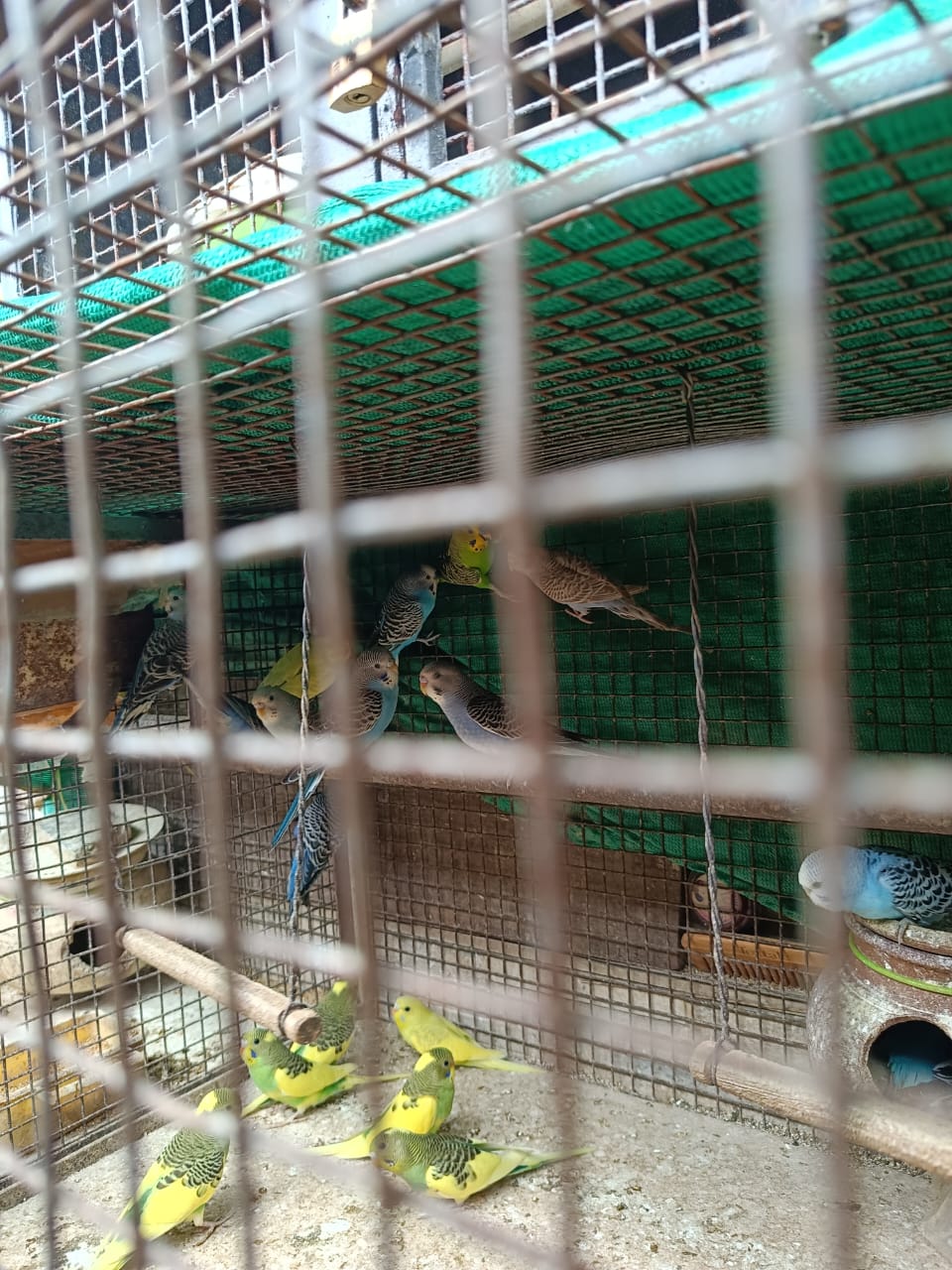 Good Quality Budgies for sale